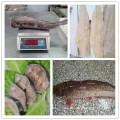 Hochwertiges pangasius HG / Filets / Steak